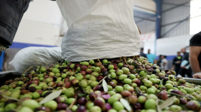 نقيب أصحاب معاصر الزيتون يناشد المزارعين وقف القطاف لأكثر من أسبوعين لحين نضوج الثمار  