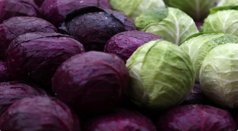 الملفوف الأحمر أم الأخضر ..  أيهما أفضل لصحة أمعائك؟