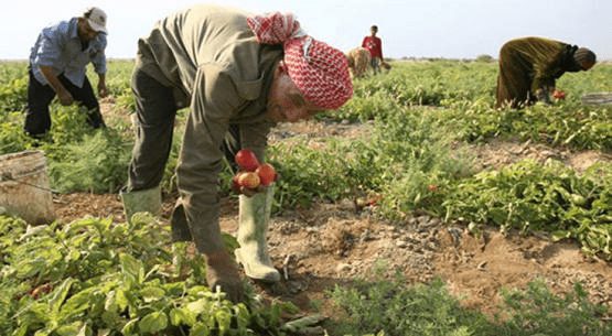 دراسة لكامل مدخلات الإنتاج بالقطاع الزراعي