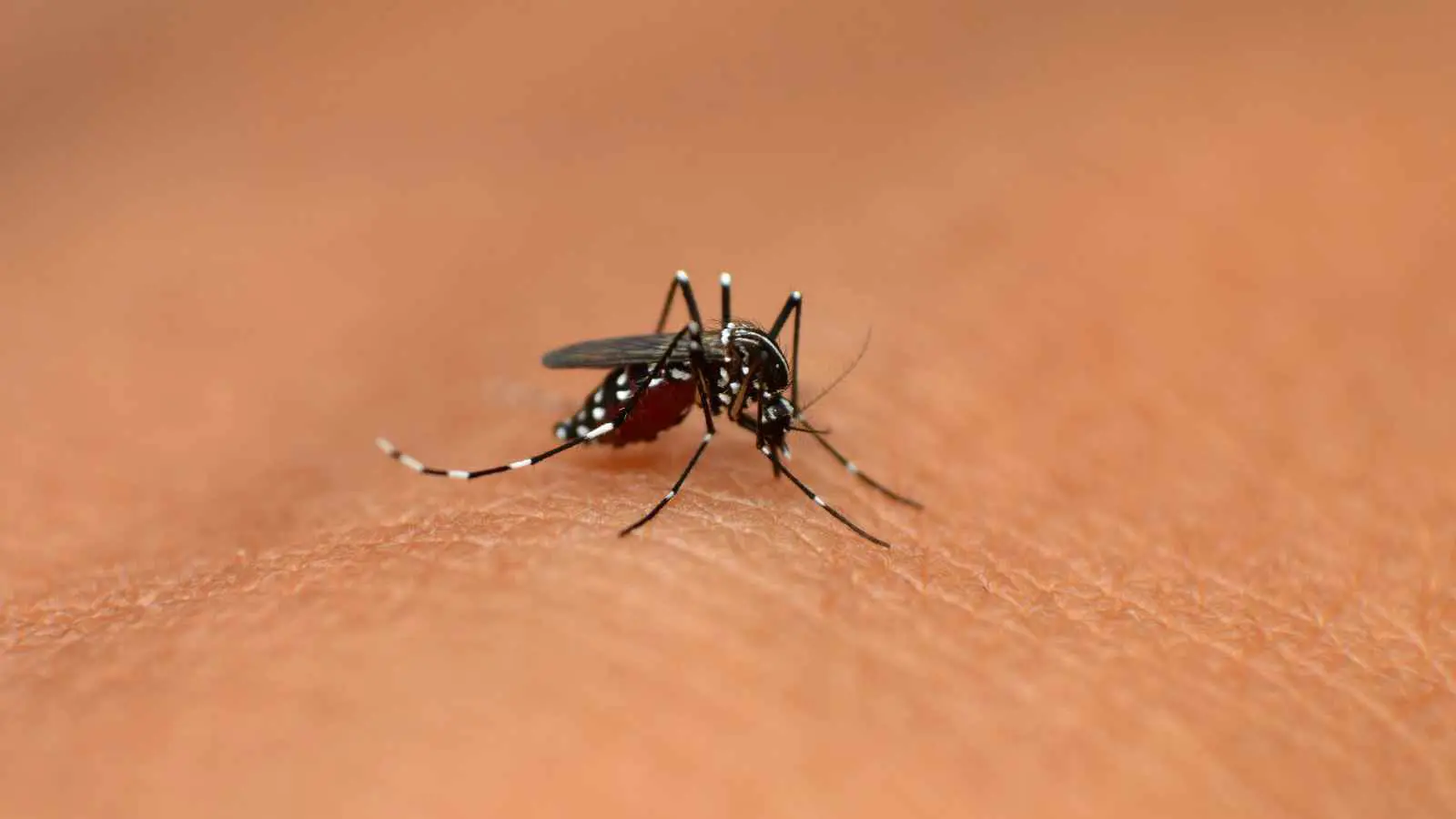 بـ"الحرارة" ..  طريقة تتفوق على الأدوية لعلاج لدغات البعوض 