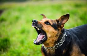 كلاب ضالة تنهش رجلاً في إربد وتدخله في حالة حرجة 