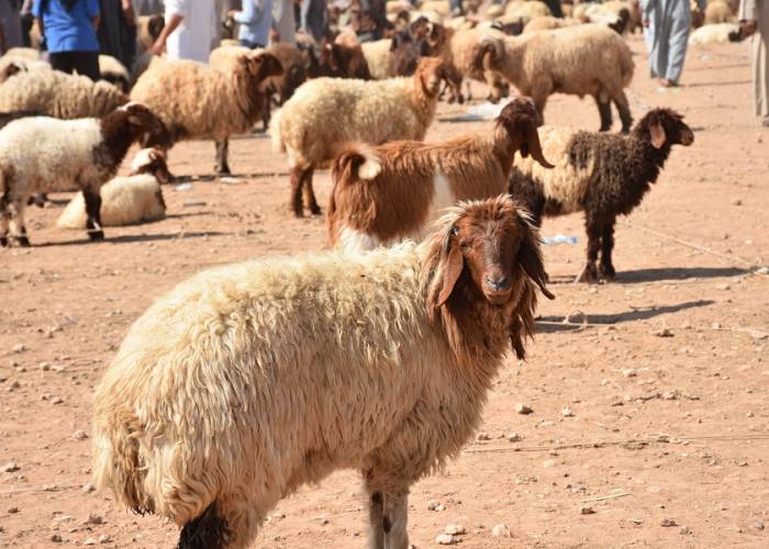 دولة عربية تعلن موعد أول أيام عيد الأضحى