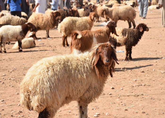 دولة عربية تعلن موعد أول أيام عيد الأضحى