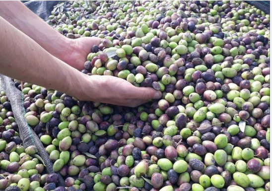 زراعة الزرقاء تتوقع انتاج 13.9 طنًا من الزيتون