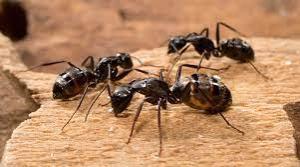 طرق طبيعية للتخلص من النمل نهائيًا