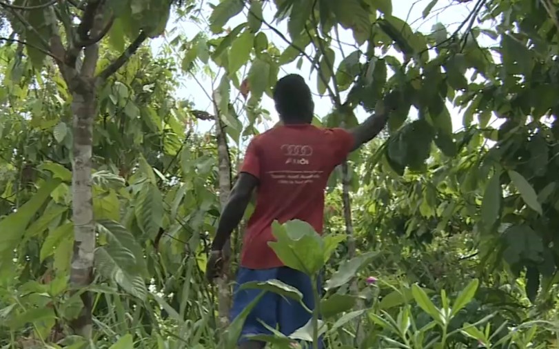 زراعة القهوة والكاكاو بأفريقيا ..  هل هو خطأ إستراتيجي؟