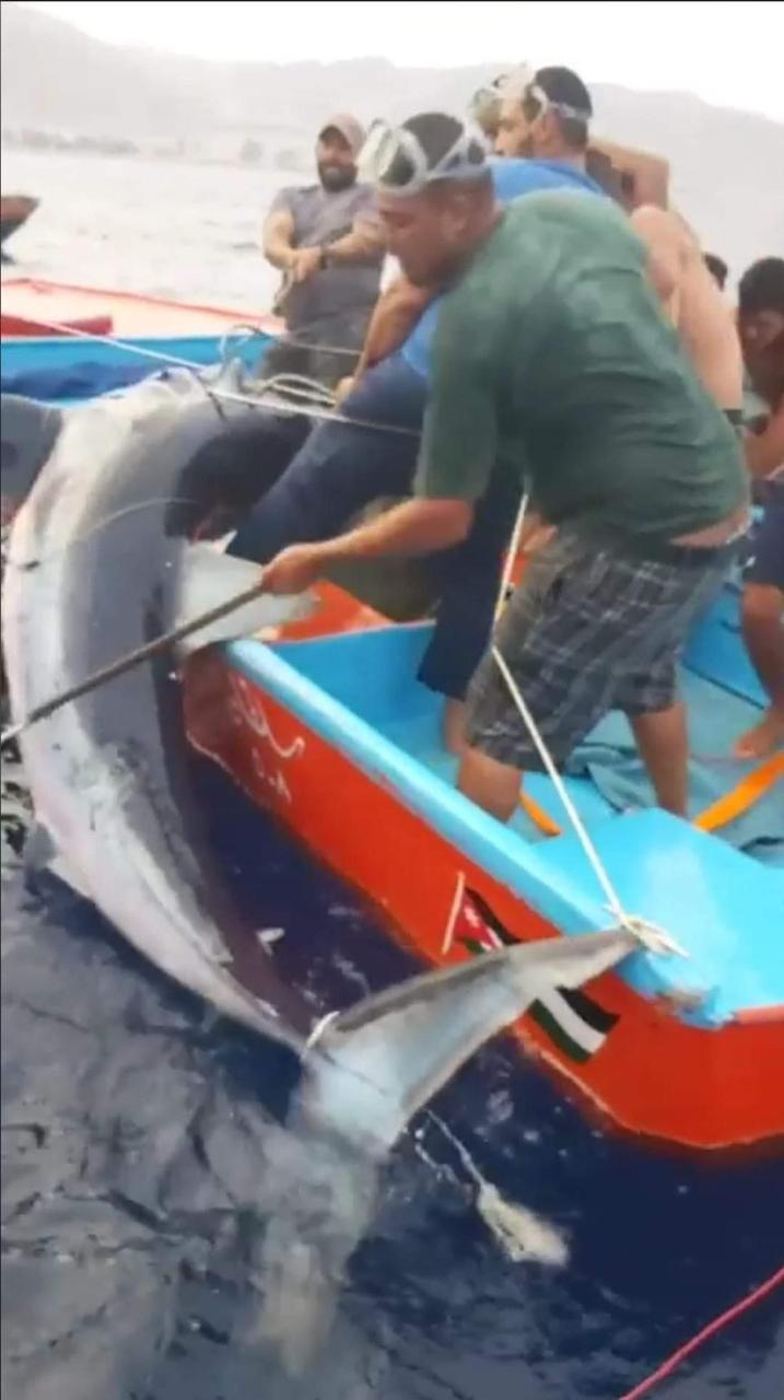 شاهدوا بالفيديو و الصور ..  سمكة قرش عملاقة تهاجم صياد عقباوي و تمزق يده