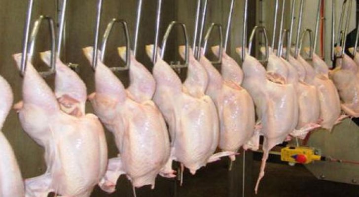 مستثمرو الدواجن والأعلاف: لا ممارسات احتكار في القطاع