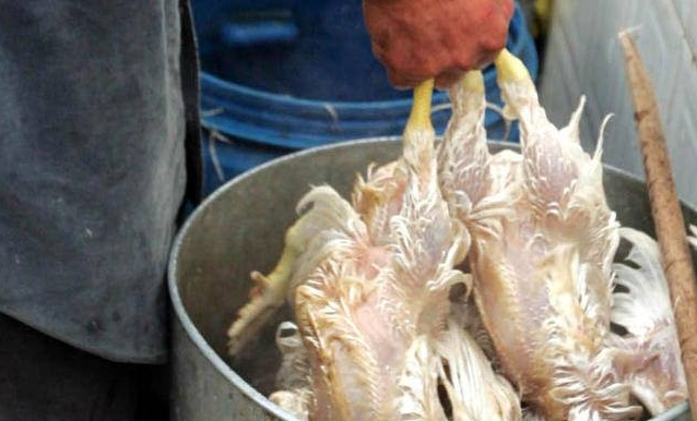 أسعار "دجاج النتافات" ماتزال تخترق السقوف السعرية في رمضان  ..  فأين الحكومة؟