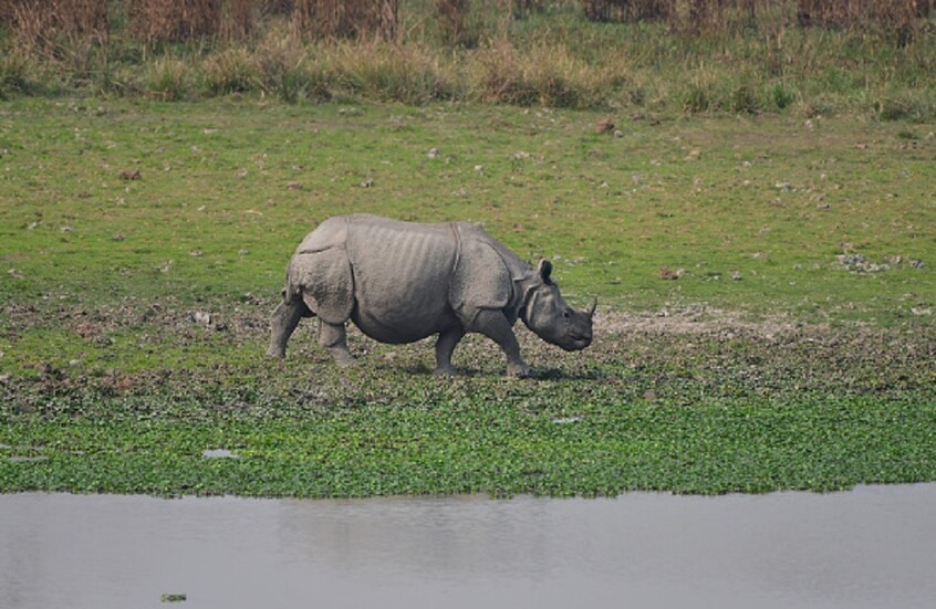 وحيد قرن ينهي حياة رجل كرس عمره لحمايته