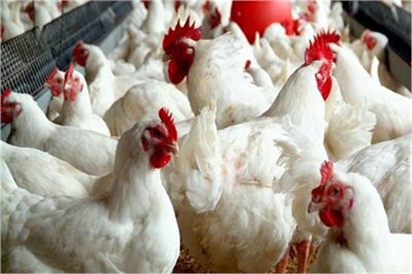 جمجوم :انخفاض الطلب على الدجاج بشكل لم يعتاده القطاع وهو الأسوأ منذ سنوات