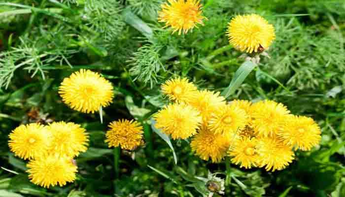 ما فوائد الهندباء للجسم والكبد وما أضرارها؟