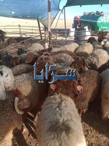 مواطن يرصد 1500 دينار كمكافأة لمن يعثر على خرفانه الـ 19 المسروقة  ..  تفاصيل + صور 