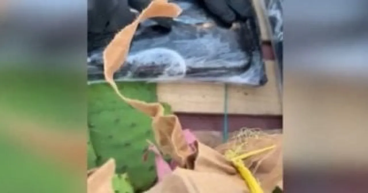 المكسيك ..  العثور على 275 ألف حبة فنتانيل مخبأة في صناديق صبار