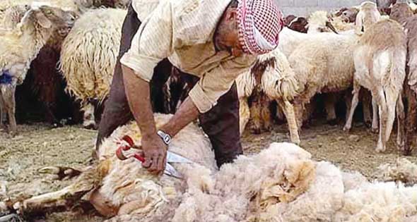 1.8 مليون دينار لتحسين صوف الأغنام