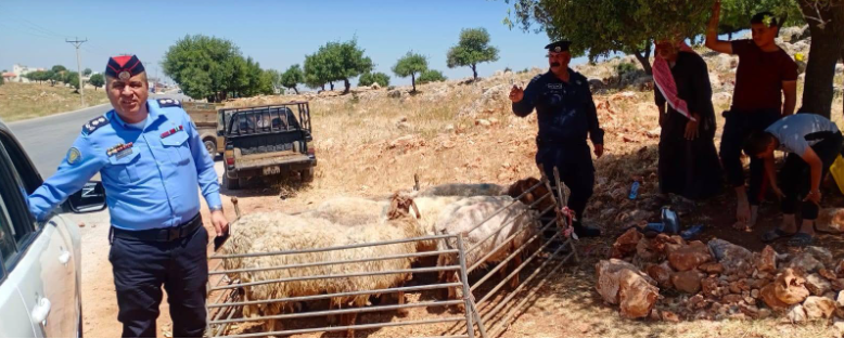 جولات تفقدية على حظائر الأضاحي في عجلون