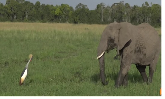 بالفيديو: طائر الكركي يحاول منع مجموعة من الفيلة من الاقتراب إلى عشه