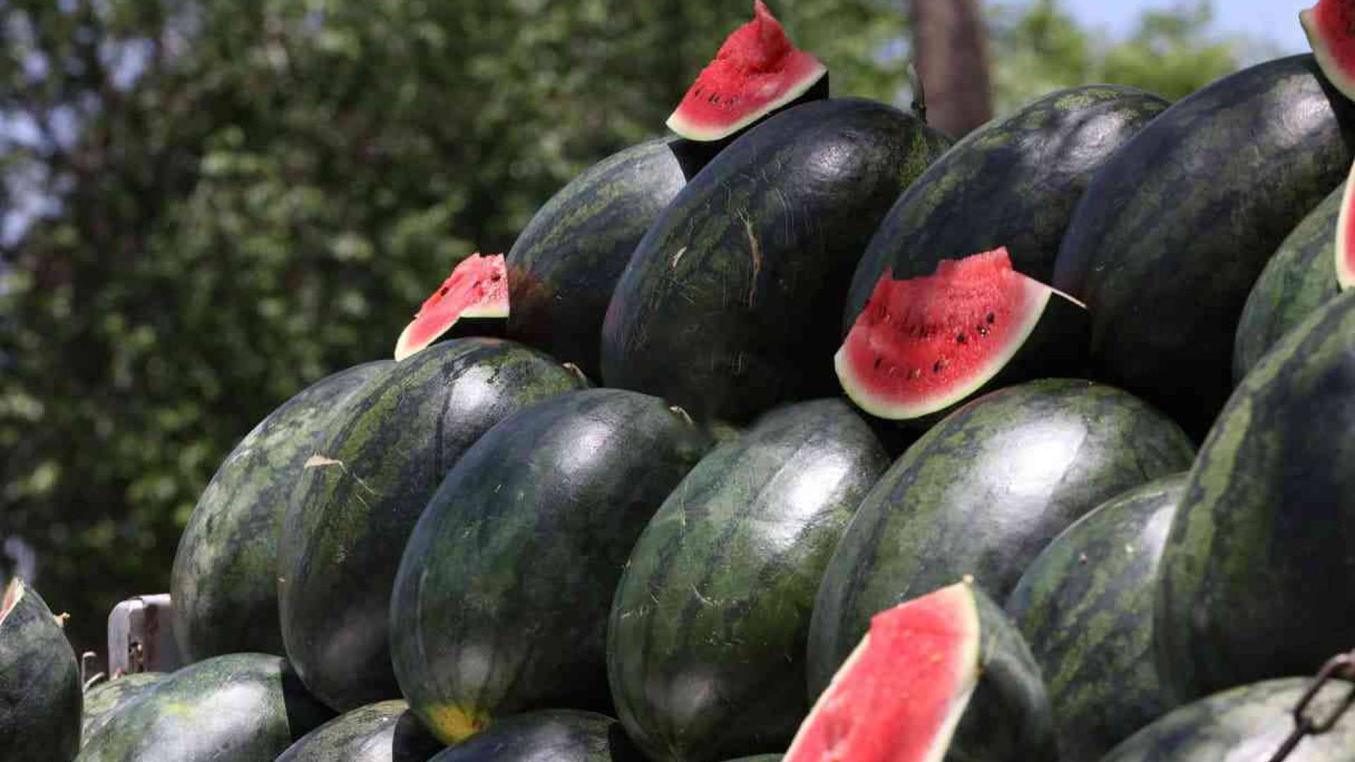 أمانة عمان تبدأ استقبال طلبات تصاريح بيع "البطيخ والشمام" لعام 2026 #سرايا 