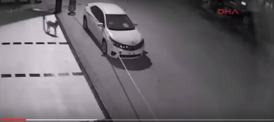 بالفيديو: كلاب ضالة تهاجم سيارة وتحطمها خلال دقائق