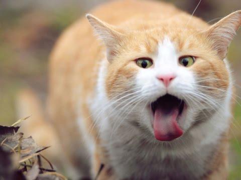 دراسة: القطط تتناقل عدوى كورونا بينها