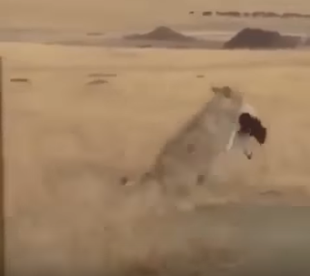 بالفيديو ..  ذئب يمسك خروفاً كبيراً بأنيابه ويهرب به بطريقة مدهشة