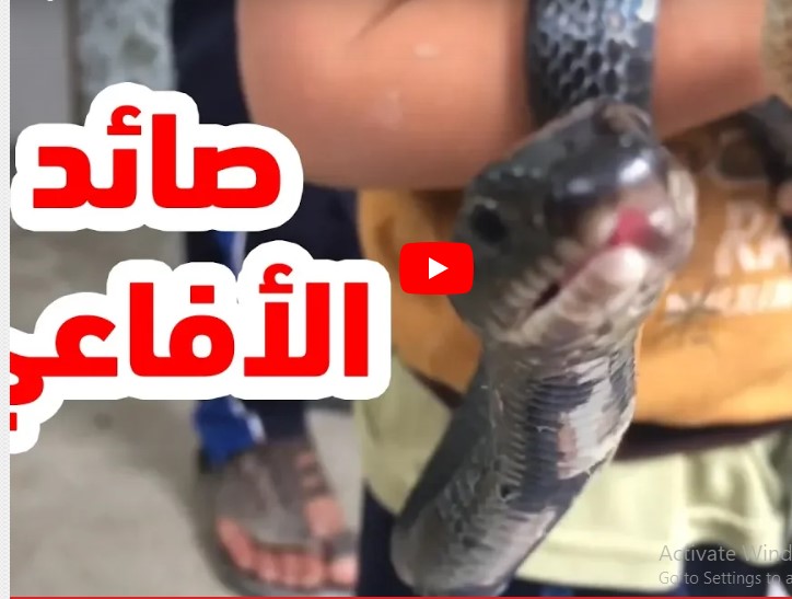 بالفيديو  ..  صائد الأفاعي!