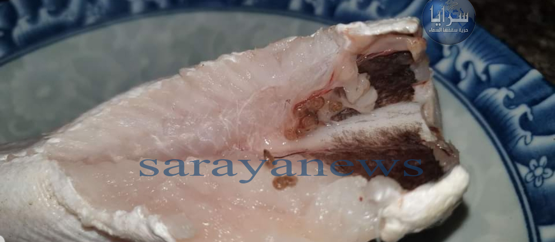 بالصور  ..  أسماك مجمدة تمتلئ بالديدان في الأسواق الأردنية  ..  من المسؤول ؟