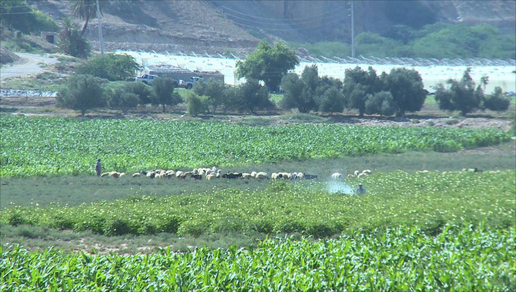 مزارعون يرفضون إعادة هيكلة سلطة وادي الاردن ويطالبون الحكومة الترجع عنه