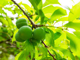 اصابة أكثر من 15 طالبة بتسمم غذائي في عجلون بعد تناول كرز مرشوش بمواد كيميائية