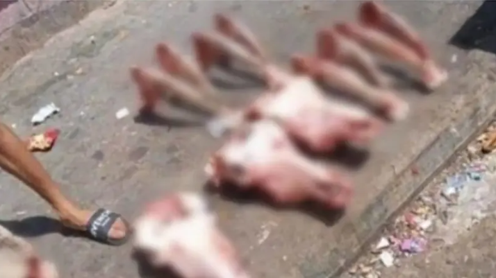رؤوس حمير وبغال في مكب نفايات ..  تثير غضب وهلع المغاربة