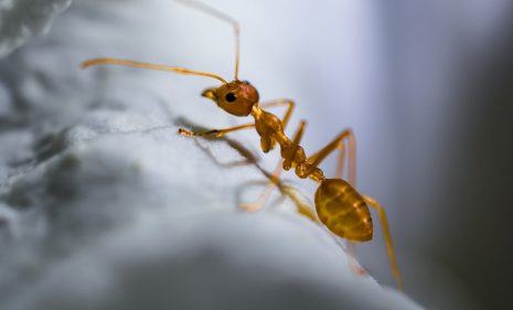 تفسير حلم رؤية النمل على الفراش 