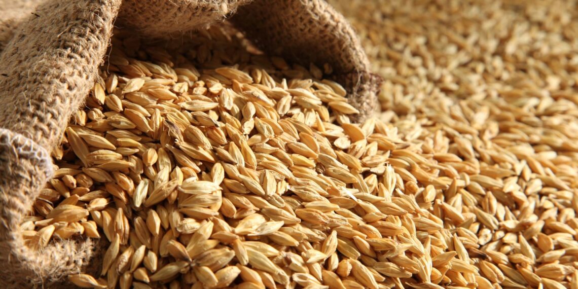 طرح عطاء حكومي لشراء كميات من الشعير