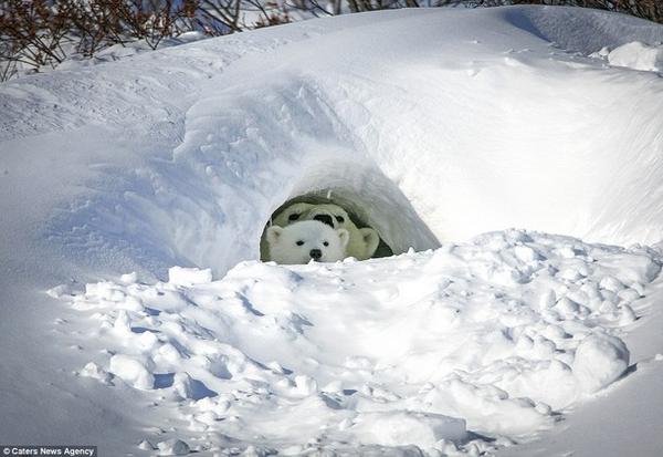 بالصور : كيف تتغلب "أمومة الدب القطبي الدافئة" على الثلوج