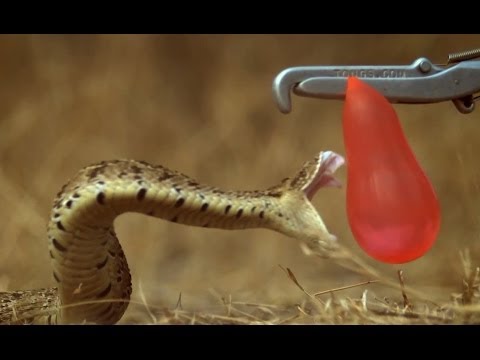 بالفيديو ..  بالعرض  البطيء هجوم الأفاعي 