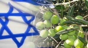 بصورة سرية  ..  سماسرة يشترون ثمار زيتون حب لتصديره إلى «إسرائيل»