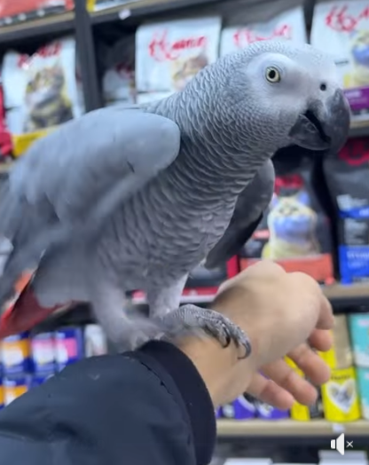 للبيع ببغاء كاسكو حجم دبل جامبو 