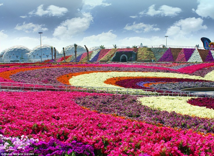 بالصور ..  تعرف على اكبر حديقة ازهار في العالم ..  45 مليون زهرة وسط الصحراء