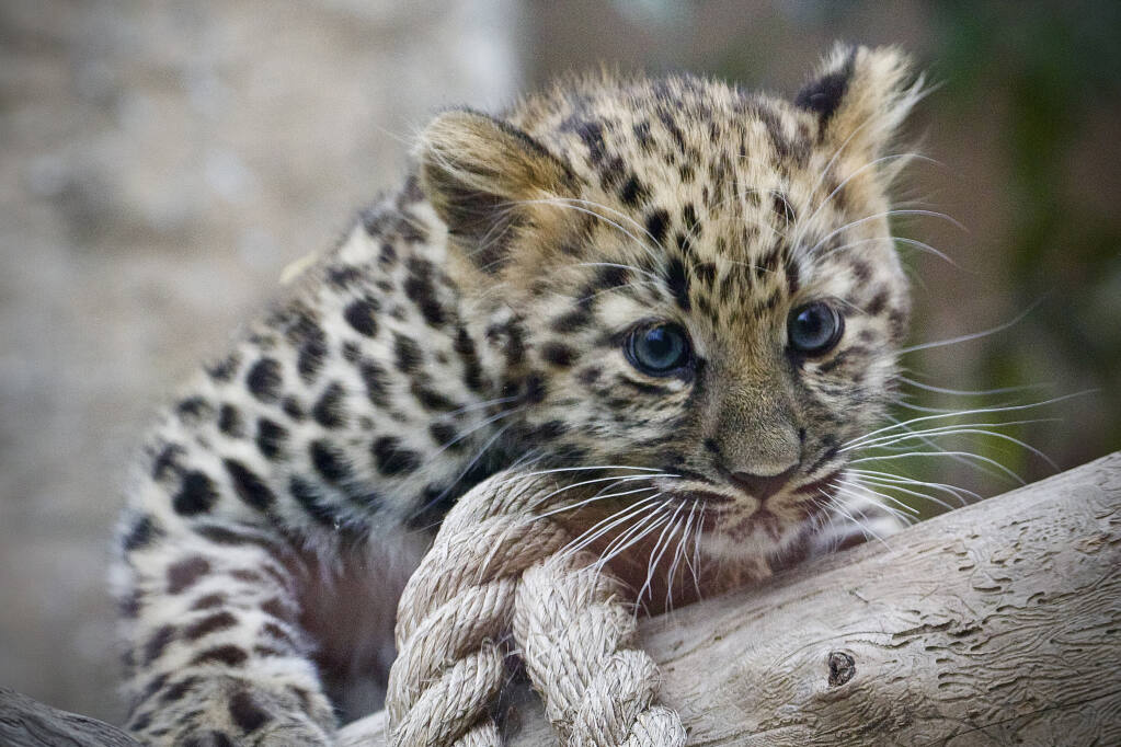 مزارع هندي ينقذ نمرًا صغيرًا من الموت بعد أن انهكته موجة الحر - صور 