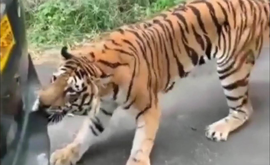 بالفيديو : نمر "بنغالي" يهاجم سيارة "جيب" ..  ويجرّها بأسنانه! 