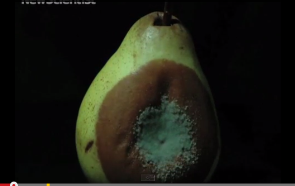 بالفيديو ..  شاهد كيف يغزو العفن الفواكه ويلتهمها