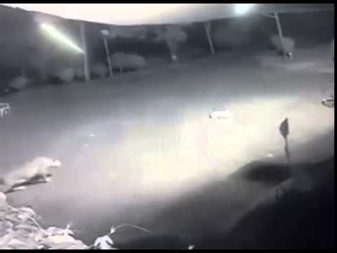 بالفيديو ..  فهد يفترس كلب حراسة اثناء نومه