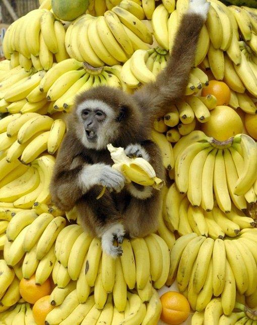 اليكم فوائد تناول الموز