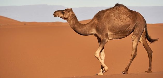 تفسير رؤية الجمل في المنام وعلاقته بالتخلص من الأعداء 