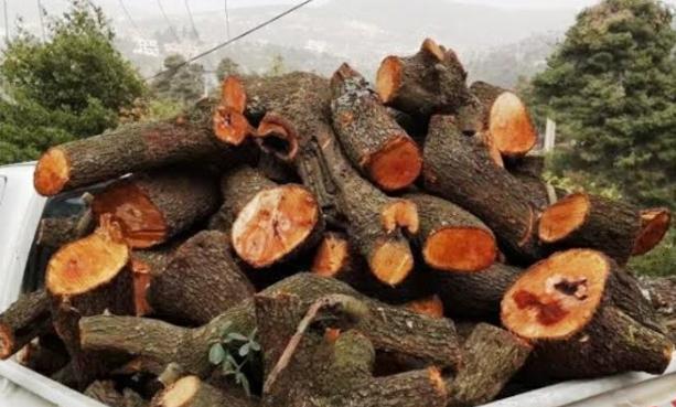 بحقه ضبوطات تقدر بـ 100 الف دينار ..  القبض على أحد أخطر المعتدين على الثروة الحرجية في عجلون