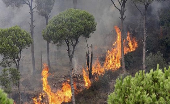 عجلون: مطالب بإطلاق حملات لتشجير غابات تعرضت لحرائق