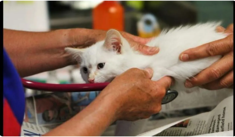 علاج ياباني يطيل عمر القطط إلى 30 عاما