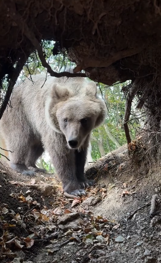 فيديو… لحظات مرعبة ليوتيوبر كاد أن يصبح وجبة طعام لأحد الدببة