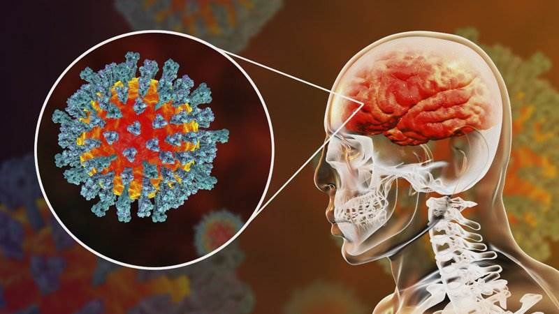  دراسة  ..  فيروس كورونا قد يتسبب بتلف الدماغ