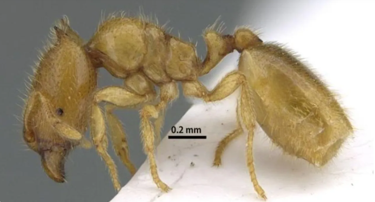 اكتشاف نوع نادر من النمل في الشارقة بالإمارات