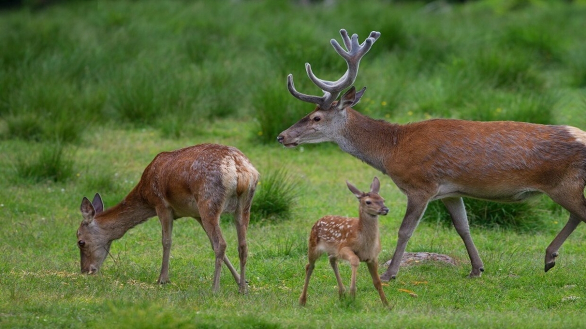  علماء: احتمال انتقال مرض "زومبي الغزلان" إلى البشر